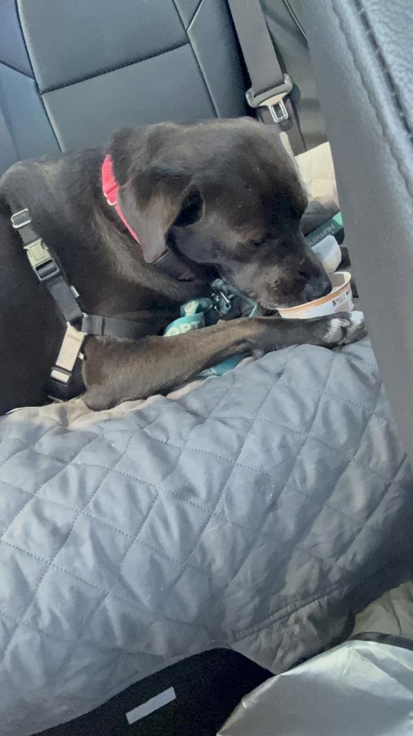 Wisconsin, a Adoptable mixed breed in El Cajon, CA image 3/6