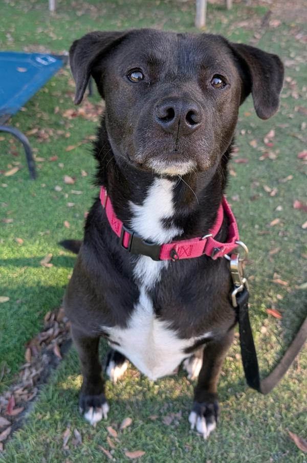 Wisconsin, a Adoptable mixed breed in El Cajon, CA image 4/6
