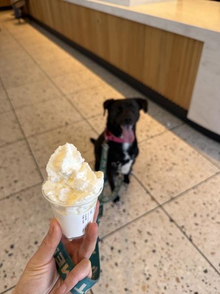 Wisconsin, a Adoptable mixed breed in El Cajon, CA image 5/6