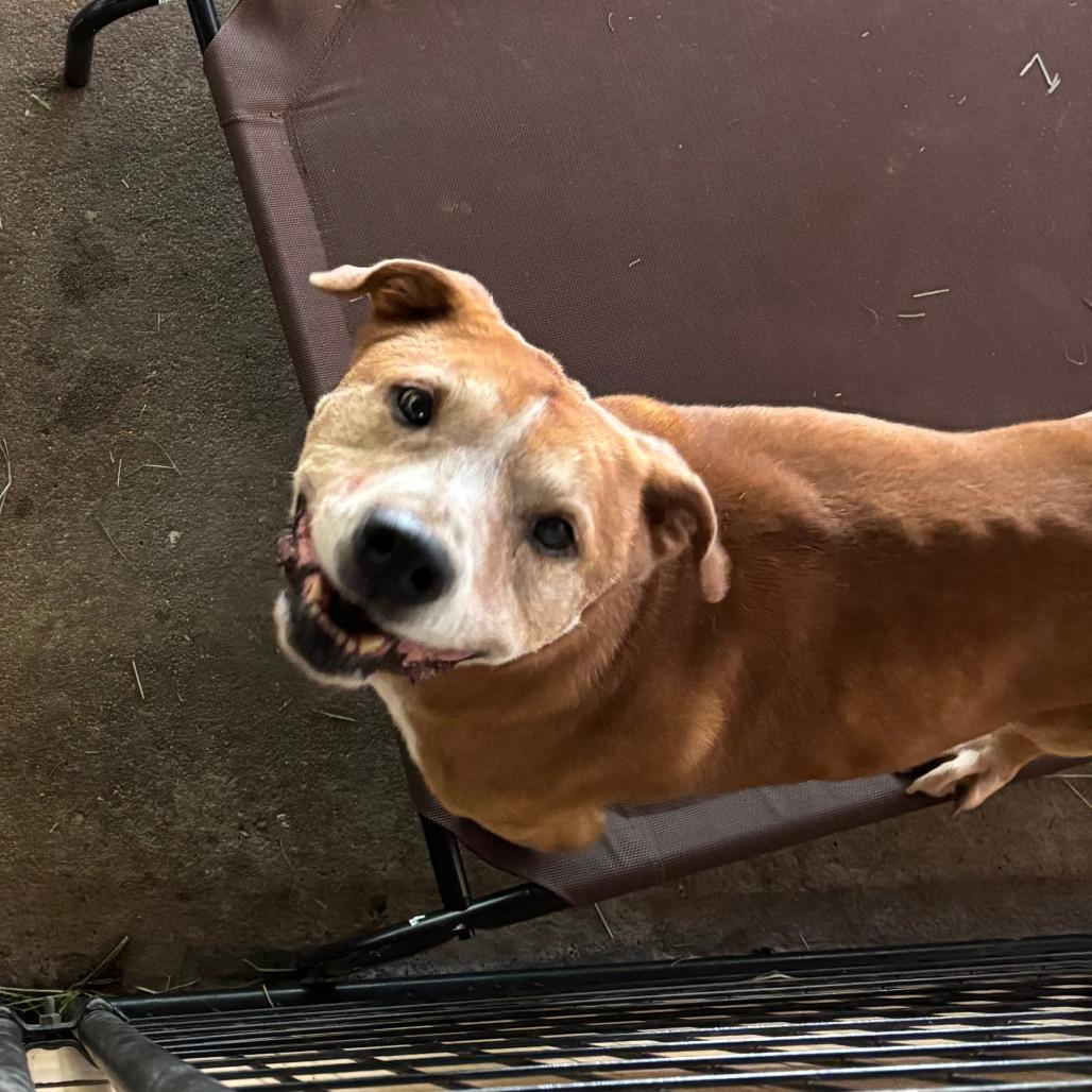 hiccup, Adoptable, Senior Male Labrador Retriever.