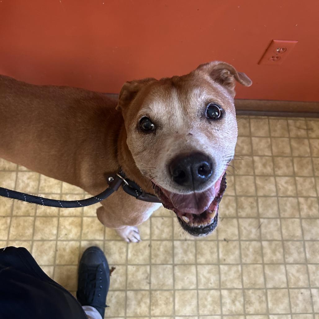 Enlarge hiccup, a Adoptable Labrador Retriever in Enterprise, AL image 2/3