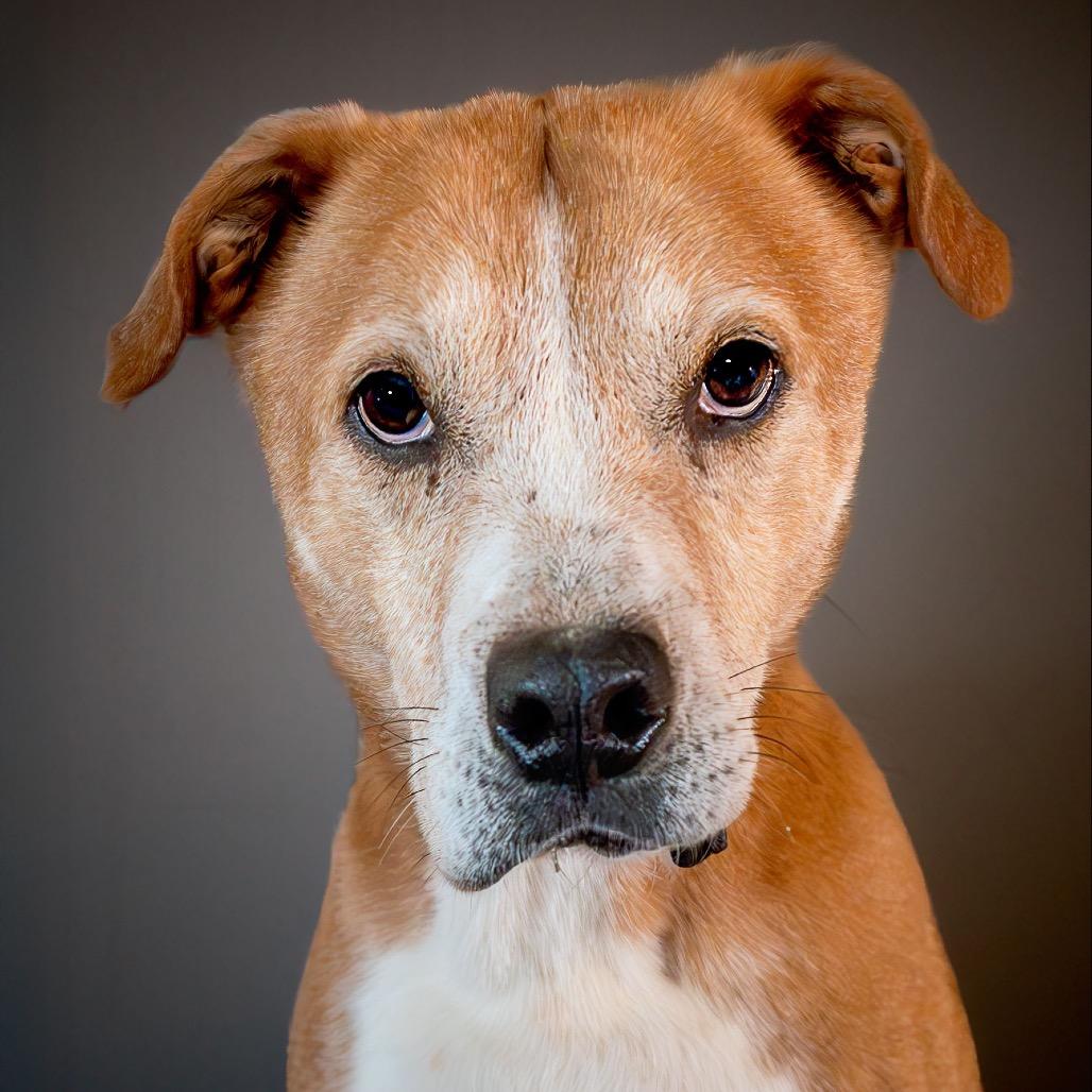 Enlarge hiccup, a Adoptable Labrador Retriever in Enterprise, AL image 3/3