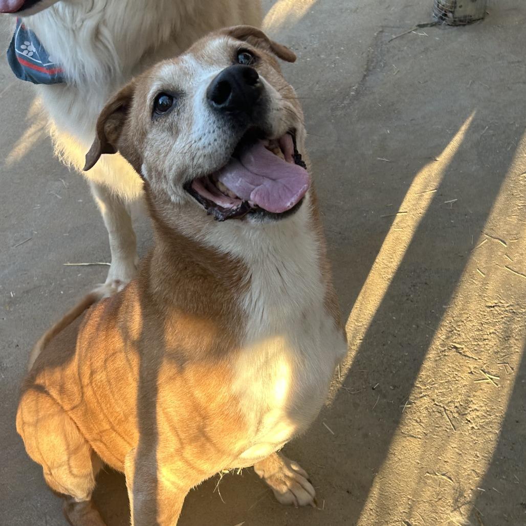 Enlarge hiccup, a Adoptable Labrador Retriever in Enterprise, AL image 4/4