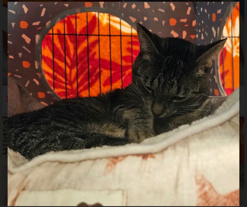 Enlarge MAGGIE, a Adoptable Domestic Short Hair in London, ON image 1/2