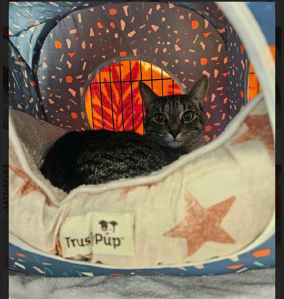 Enlarge MAGGIE, a Adoptable Domestic Short Hair in London, ON image 2/2