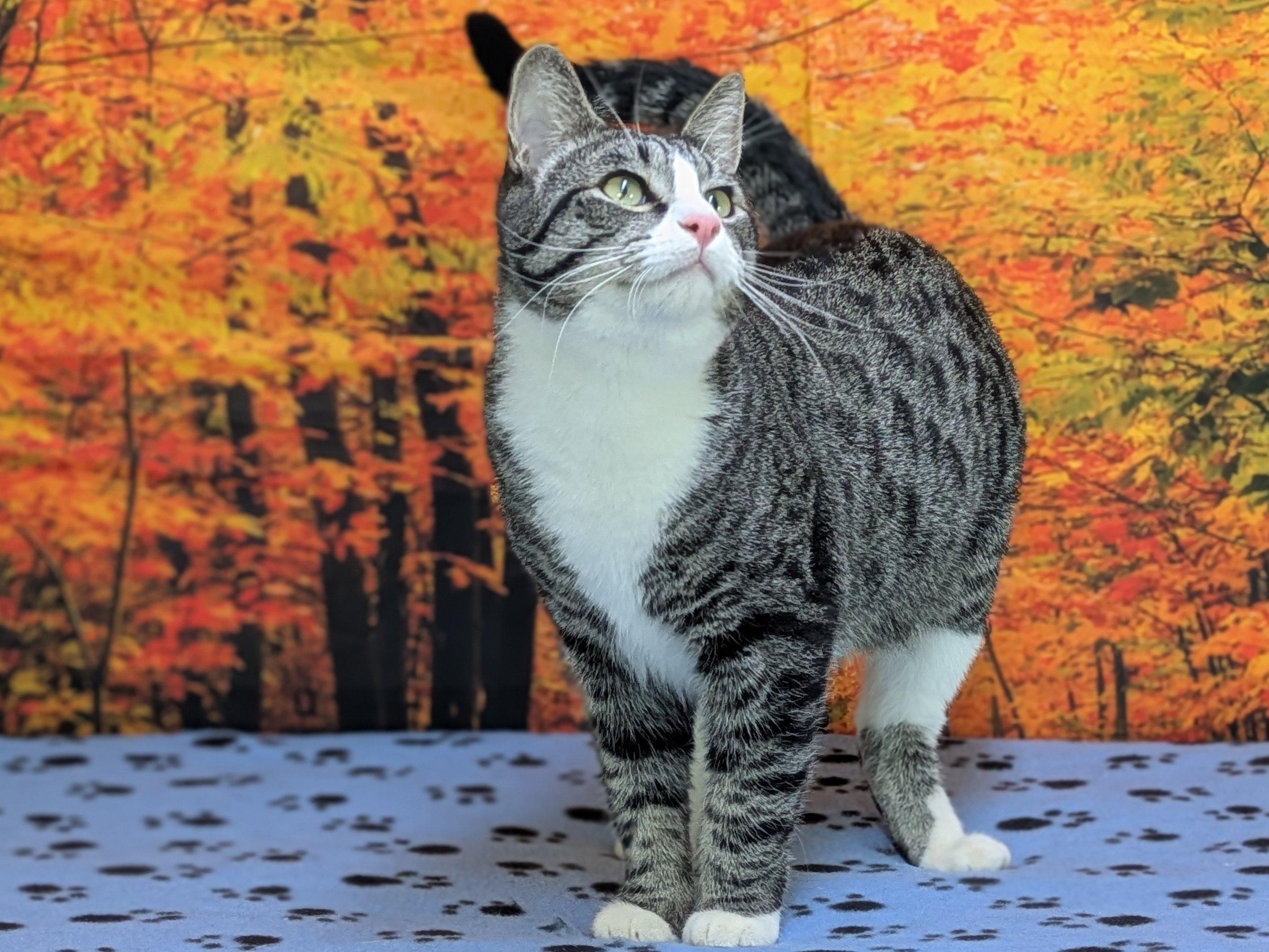 Enlarge Fritos, an adopted mixed breed in Republic, WA image 3/6