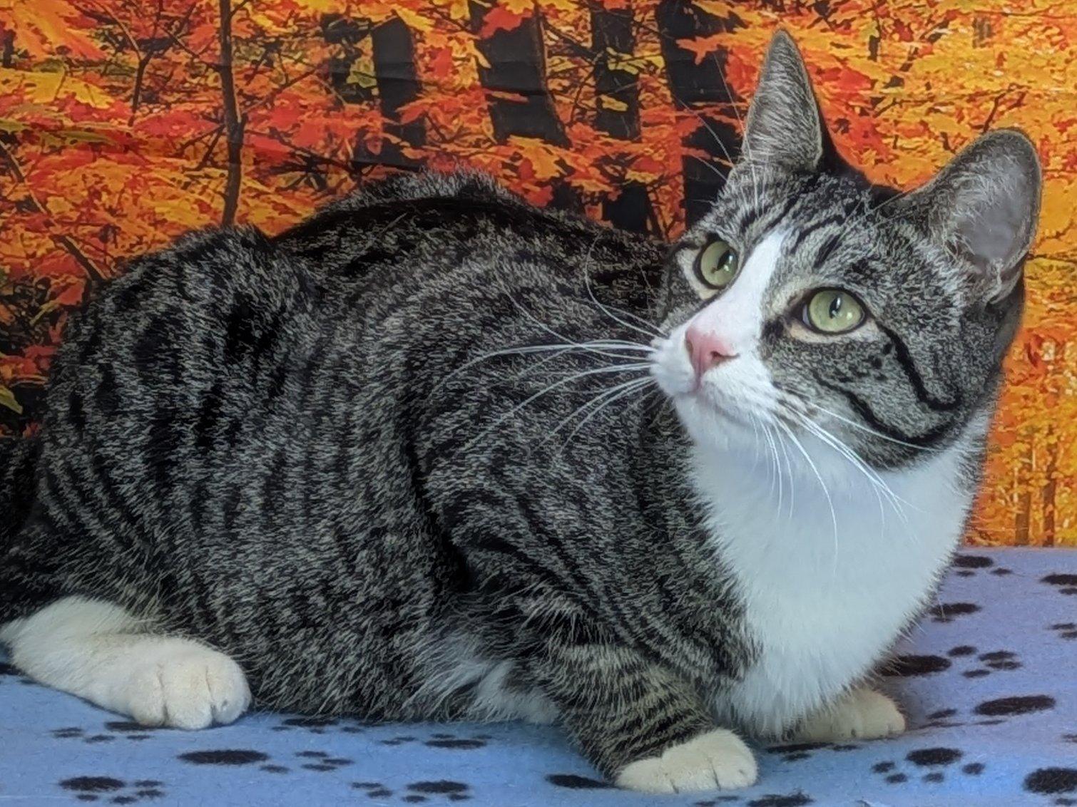 Enlarge Fritos, an adopted mixed breed in Republic, WA image 5/6