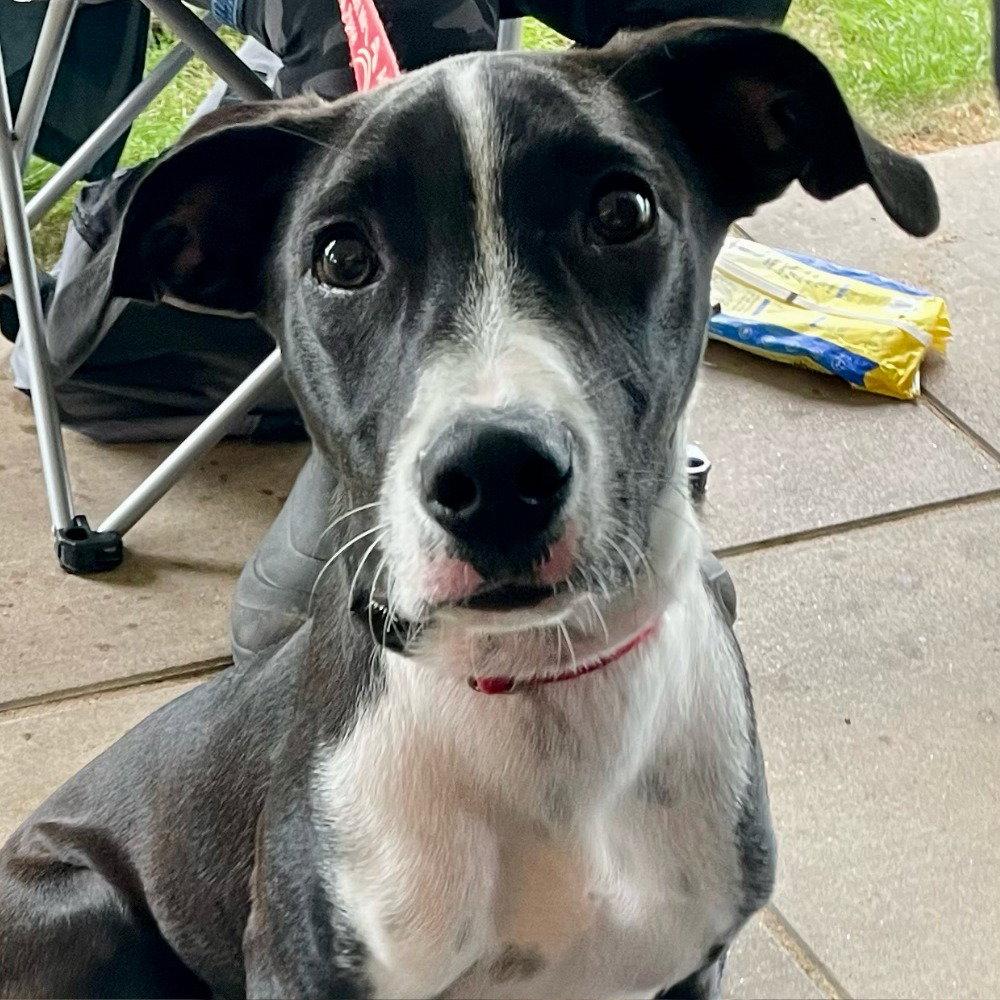 Chase, Adoptable, Young Male Labrador Retriever & Terrier.