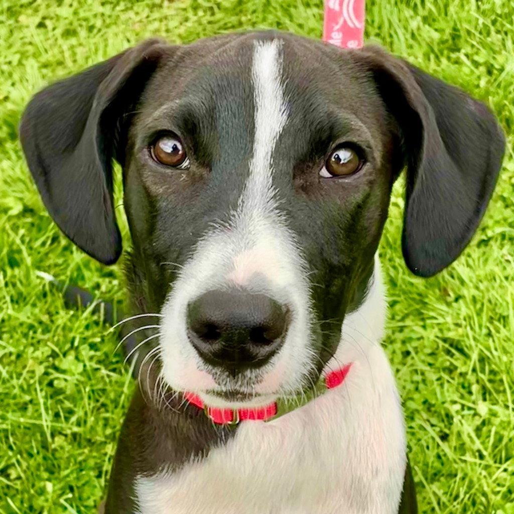 Chase, a Adoptable mixed breed in Bloomfield, CT image 1/3