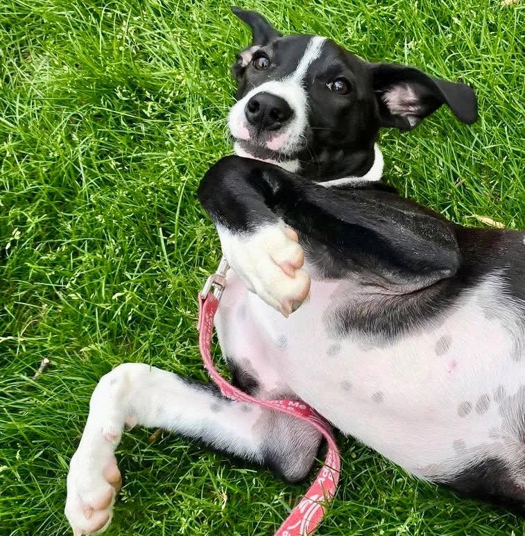 Chase, a Adoptable mixed breed in Bloomfield, CT image 2/3
