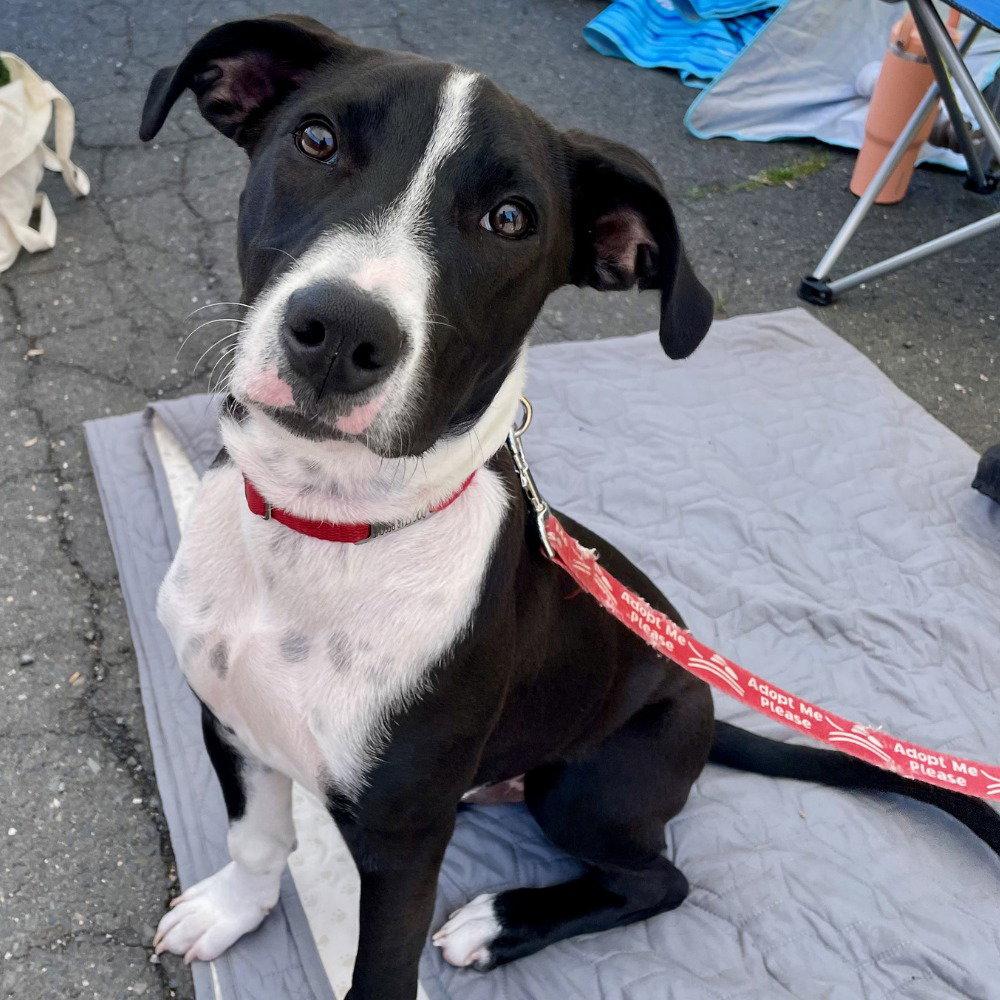 Chase, a Adoptable mixed breed in Bloomfield, CT image 3/3