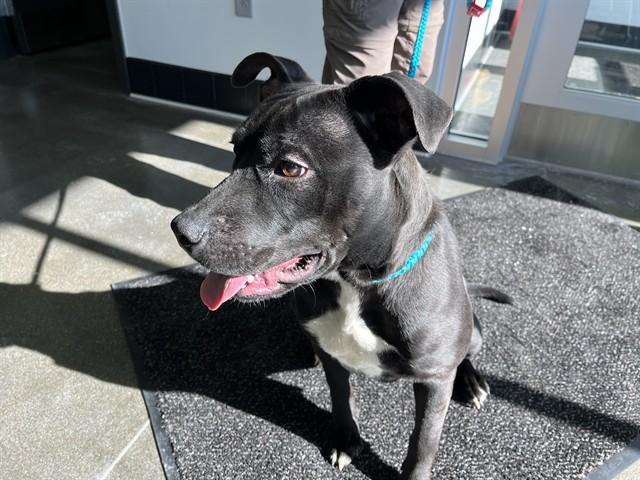 RILEY, Adoptable, Young Female Labrador Retriever.