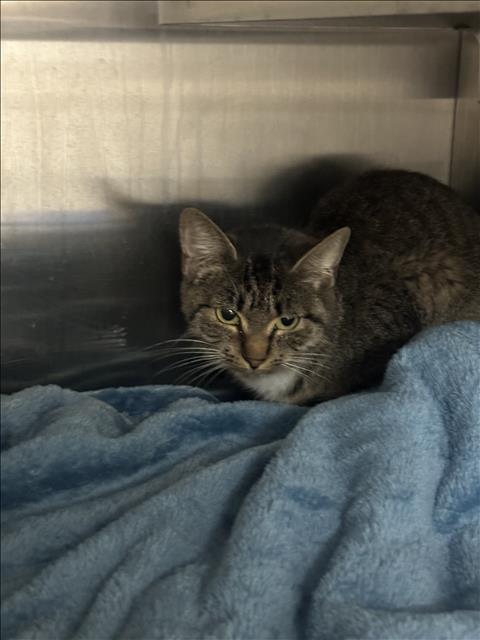 Enlarge REDBULL, a Adoptable Domestic Short Hair in Killeen, TX image 1/1