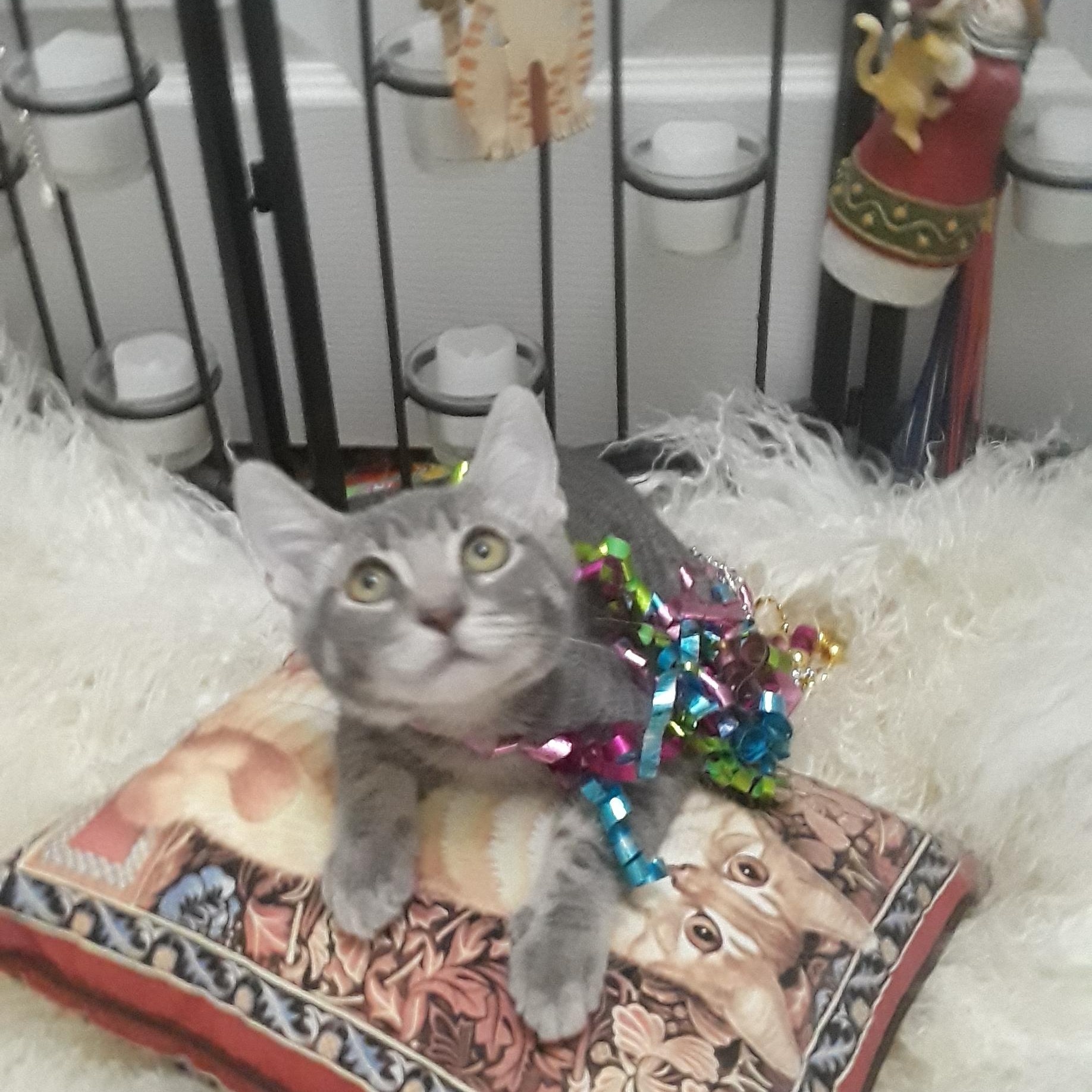fred flintstone 2lb m hand raised, a ADOPTABLE Tabby in Phoenix, AZ image 2/2