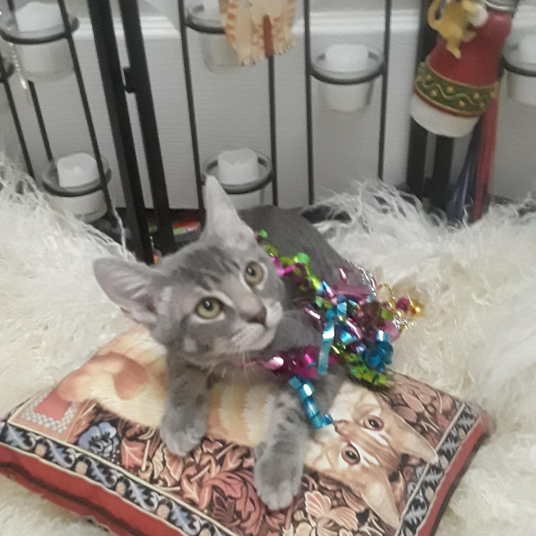fred flintstone 2lb m hand raised, a ADOPTABLE Tabby in Phoenix, AZ image 1/2