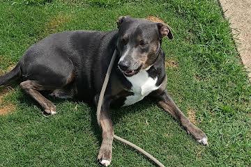 Enlarge Maam Sapphire - Come Meet Me, a ADOPTABLE mixed breed in Medfield, MA image 6/6