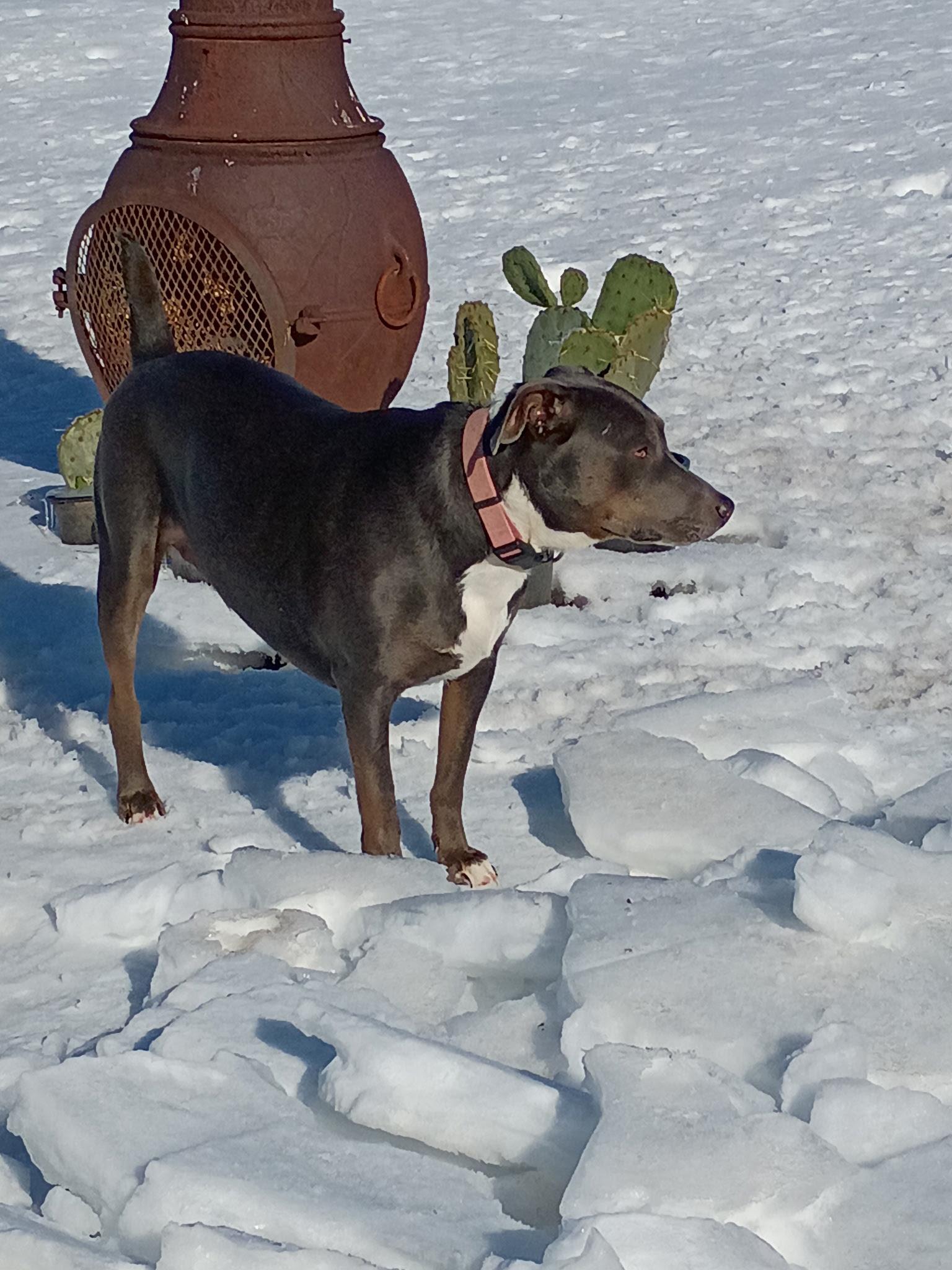 Enlarge Ma’am Sapphire, a ADOPTABLE mixed breed in Medfield, MA image 3/4