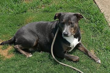 Enlarge Maam Sapphire - Come Meet Me, a ADOPTABLE mixed breed in Medfield, MA image 1/6