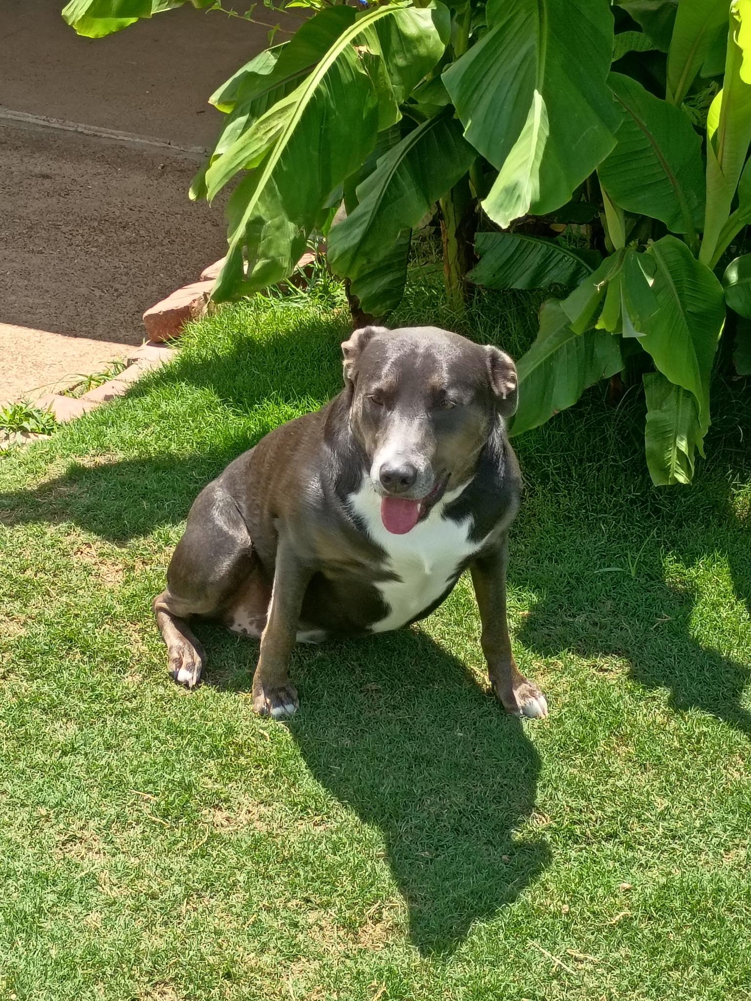 Enlarge Maam Sapphire - Come Meet Me, a ADOPTABLE mixed breed in Medfield, MA image 3/6