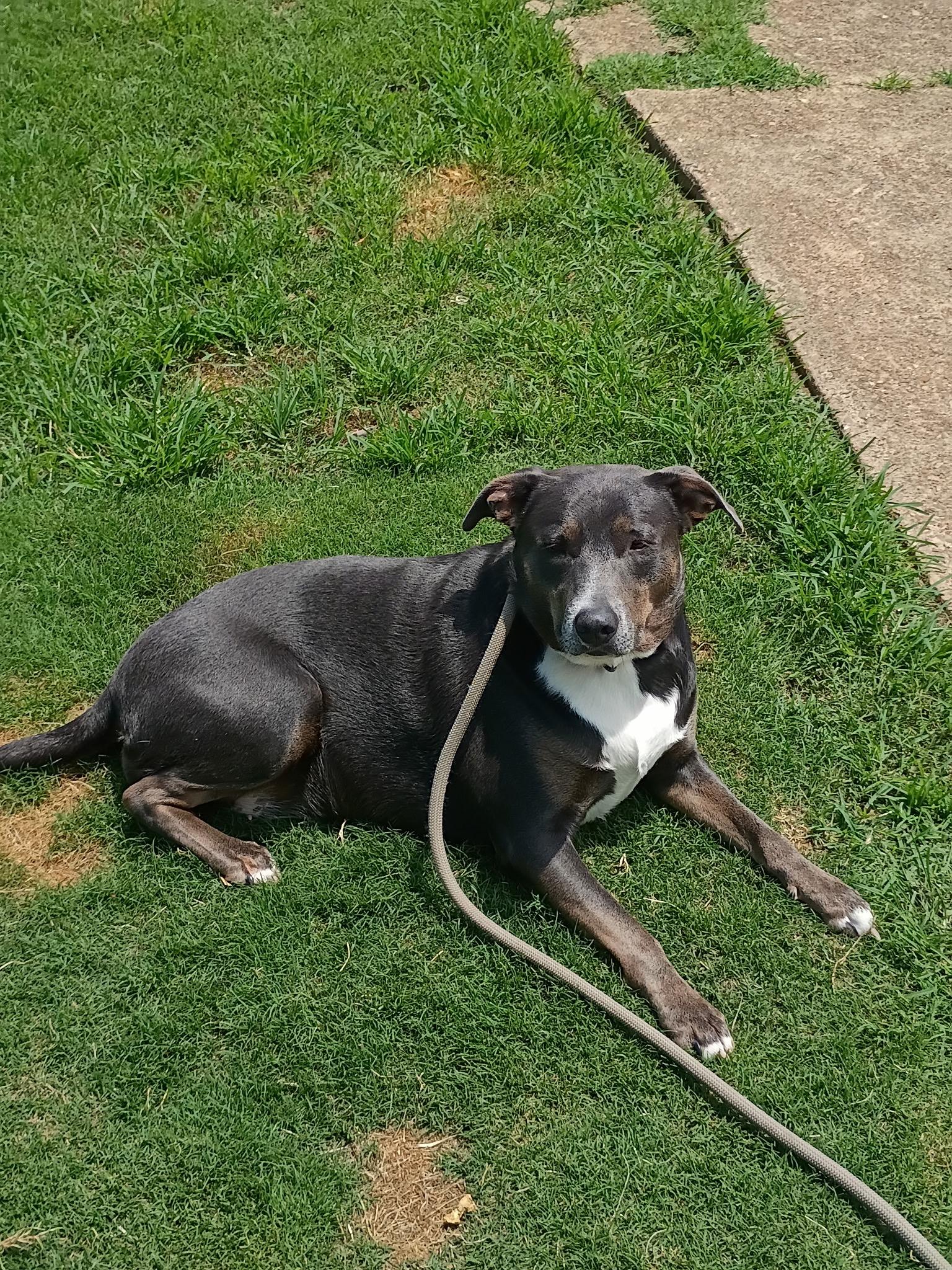 Enlarge Maam Sapphire - Come Meet Me, a ADOPTABLE mixed breed in Medfield, MA image 4/6