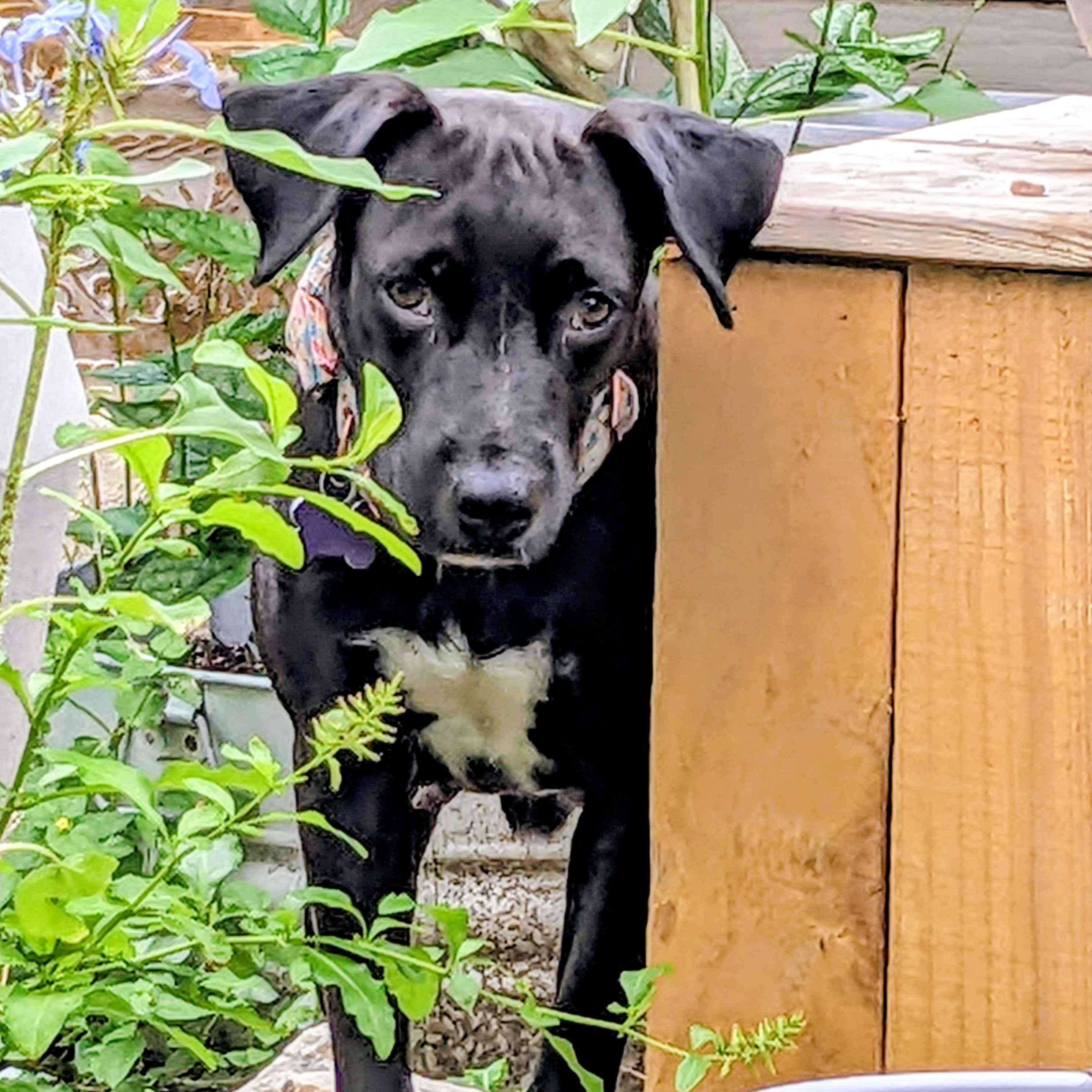 Momma Carly, Adoptable, Adult Female Labrador Retriever.