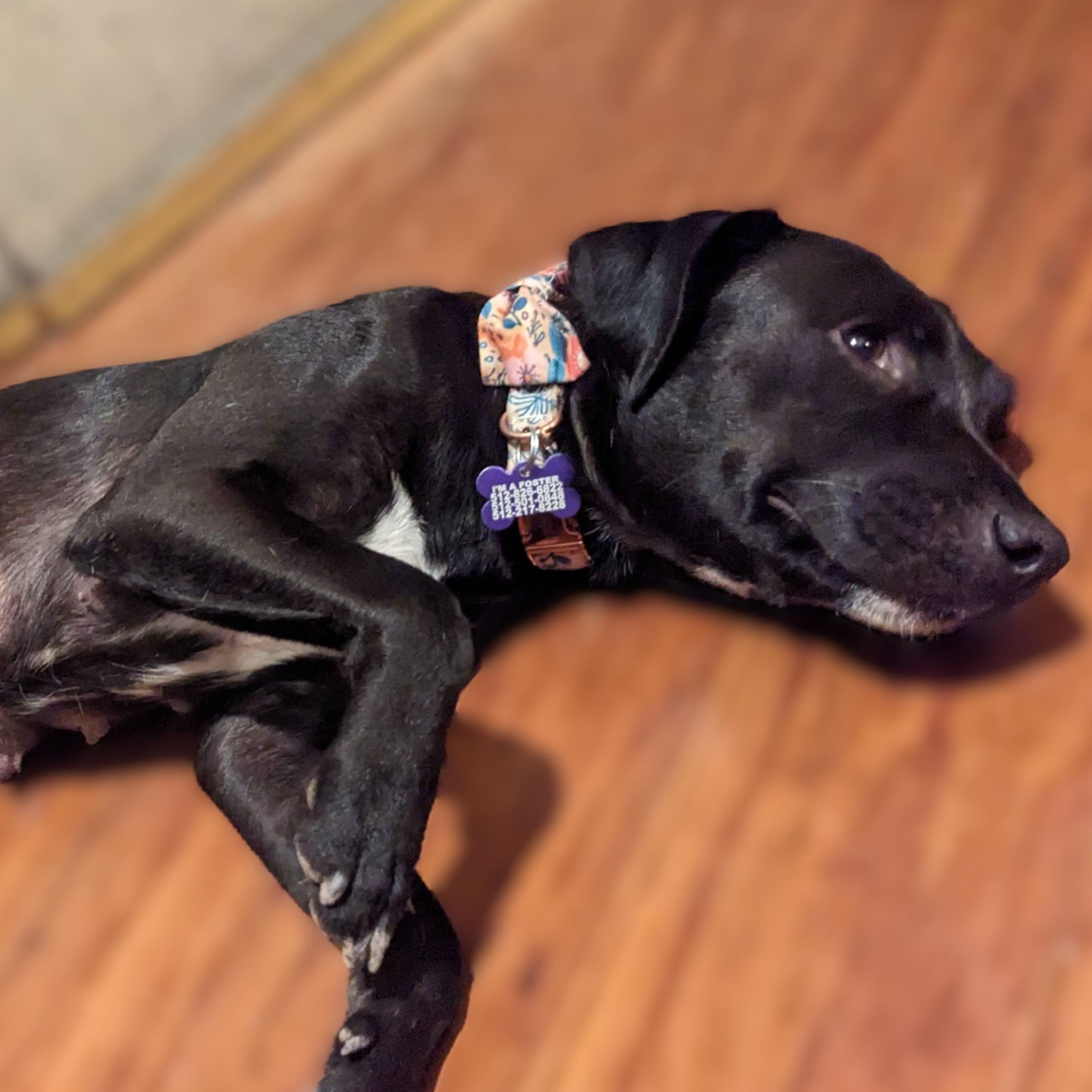 Momma Carly, a Adoptable mixed breed in Austin, TX image 3/6
