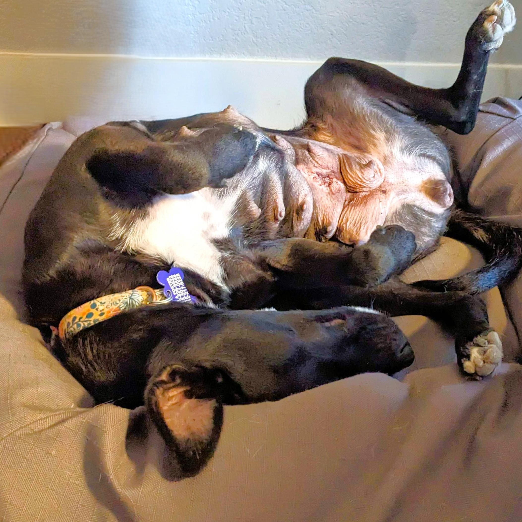 Momma Carly, a Adoptable mixed breed in Austin, TX image 4/6