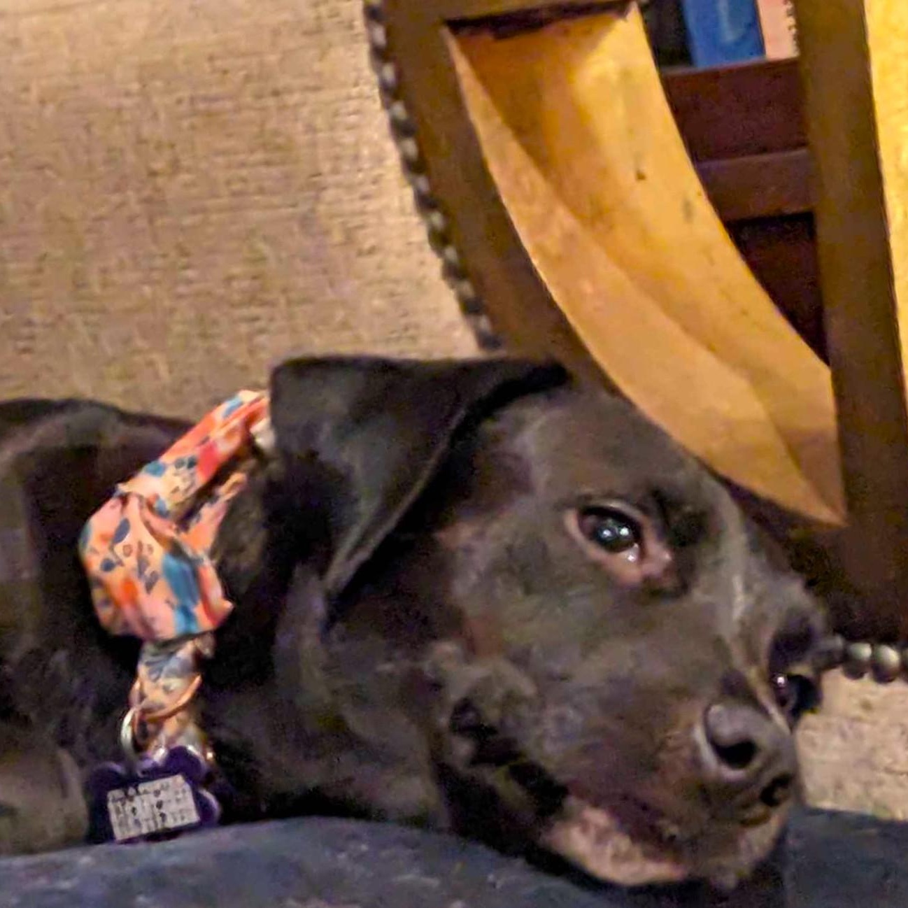 Momma Carly, a Adoptable mixed breed in Austin, TX image 6/6
