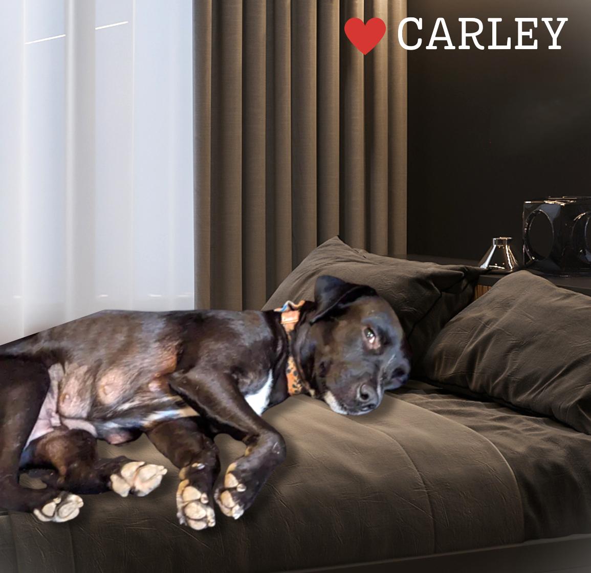 Momma Carly, a Adoptable mixed breed in Austin, TX image 5/6