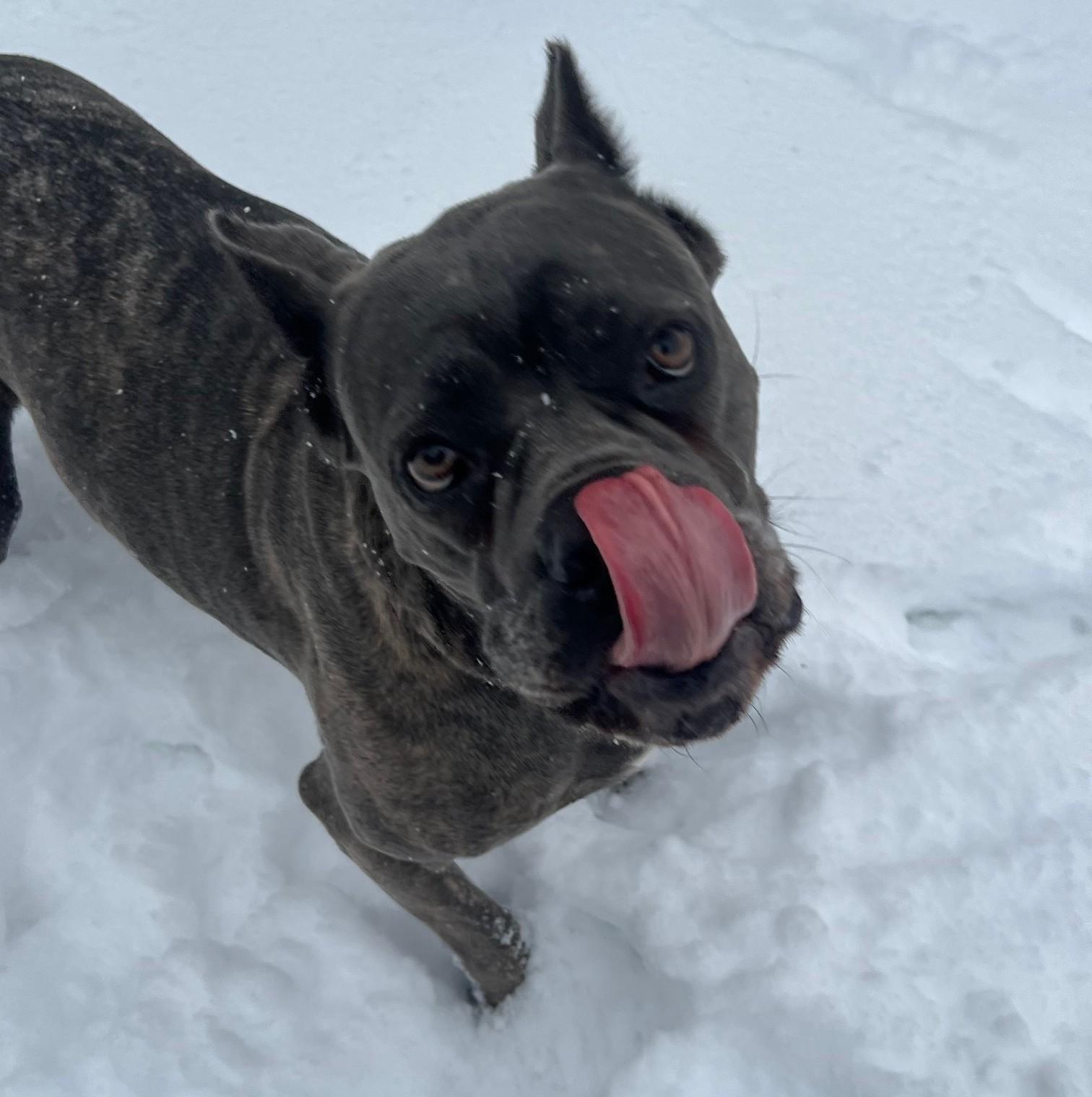 Una, a Adoptable Cane Corso in Barrington, IL image 2/5