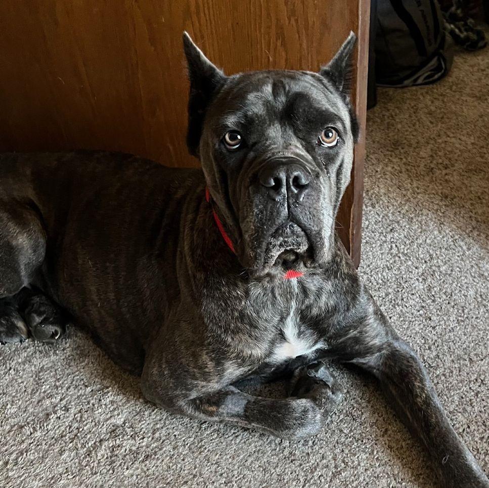 Una, a Adoptable Cane Corso in Barrington, IL image 4/5