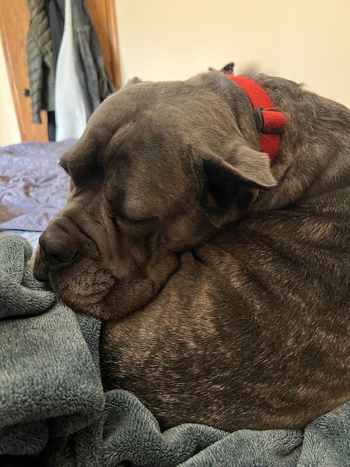 Enlarge Una, a Adoptable Cane Corso in Barrington, IL image 6/6