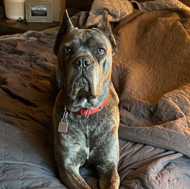 Una, Adoptable, Adult Female Cane Corso.