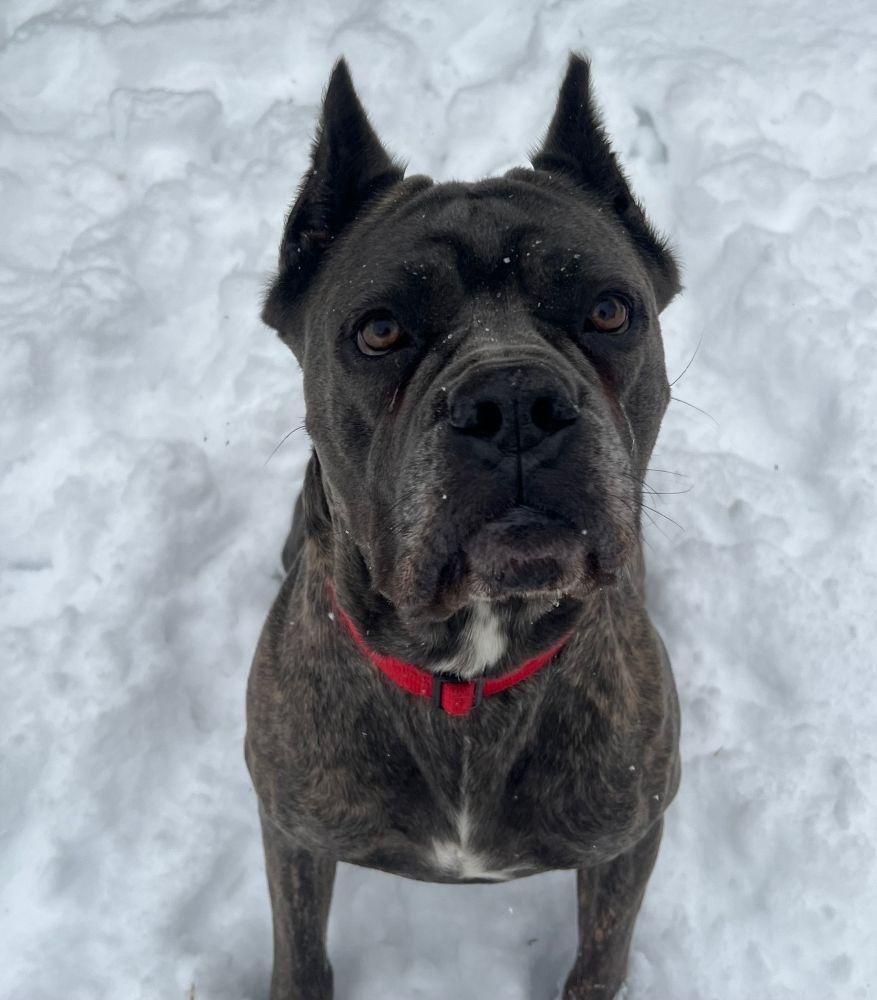 Una, a Adoptable Cane Corso in Barrington, IL image 1/5