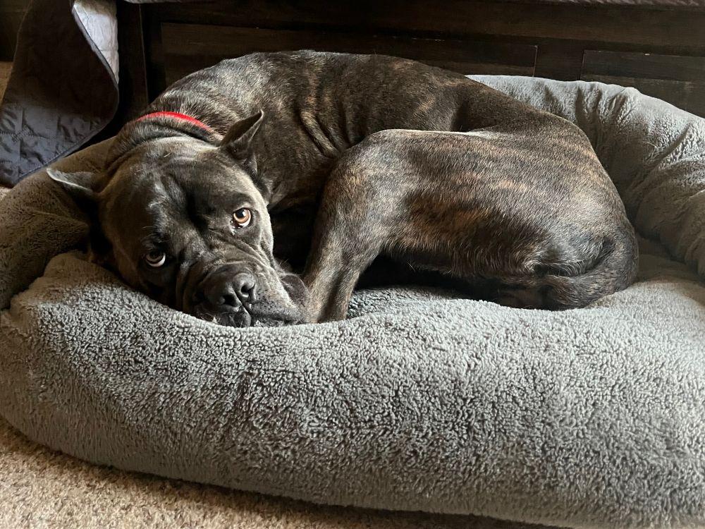 Una, a Adoptable Cane Corso in Barrington, IL image 5/5
