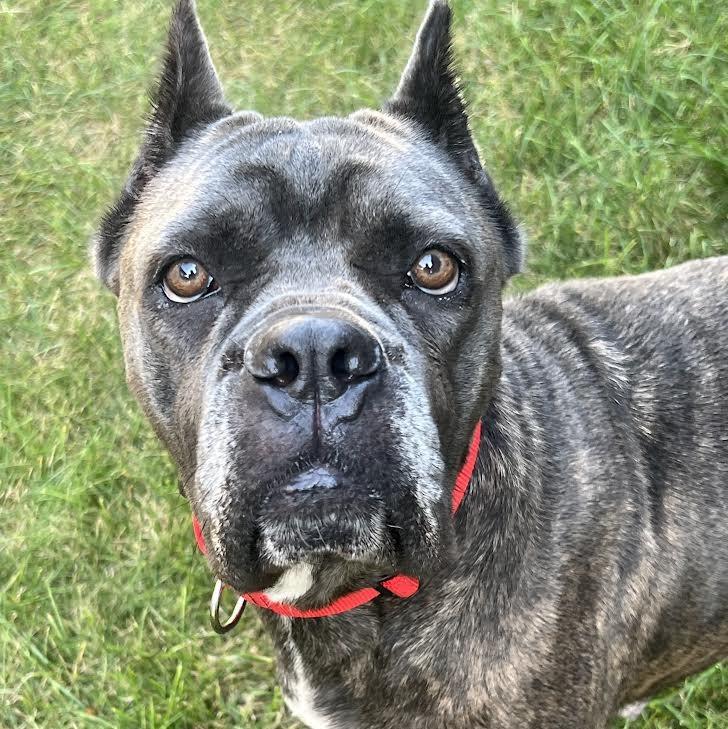 Una, a Adoptable Cane Corso in Barrington, IL image 3/5
