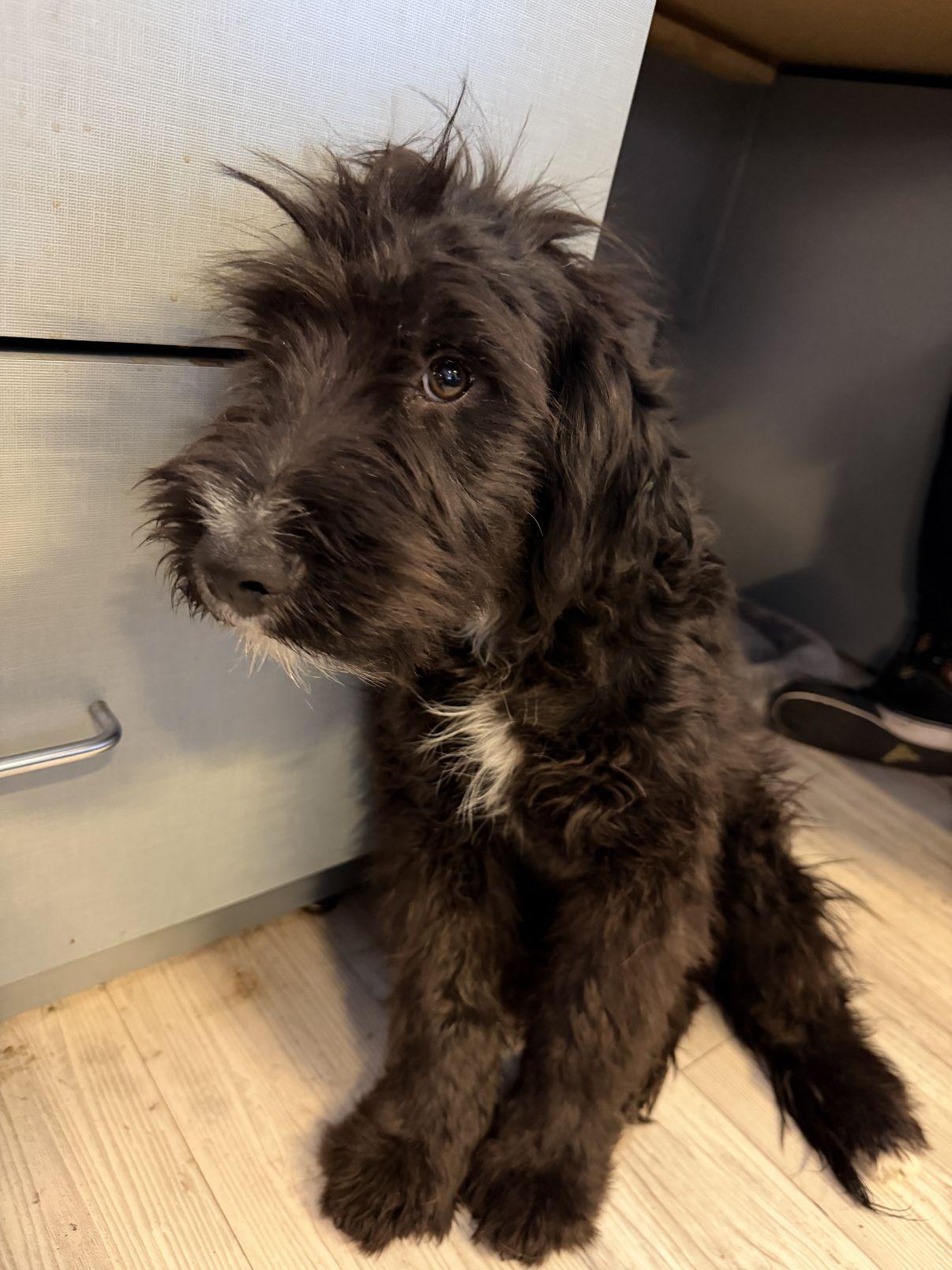 Enlarge Artie, an adopted Sheepadoodle in El Paso, TX image 4/6
