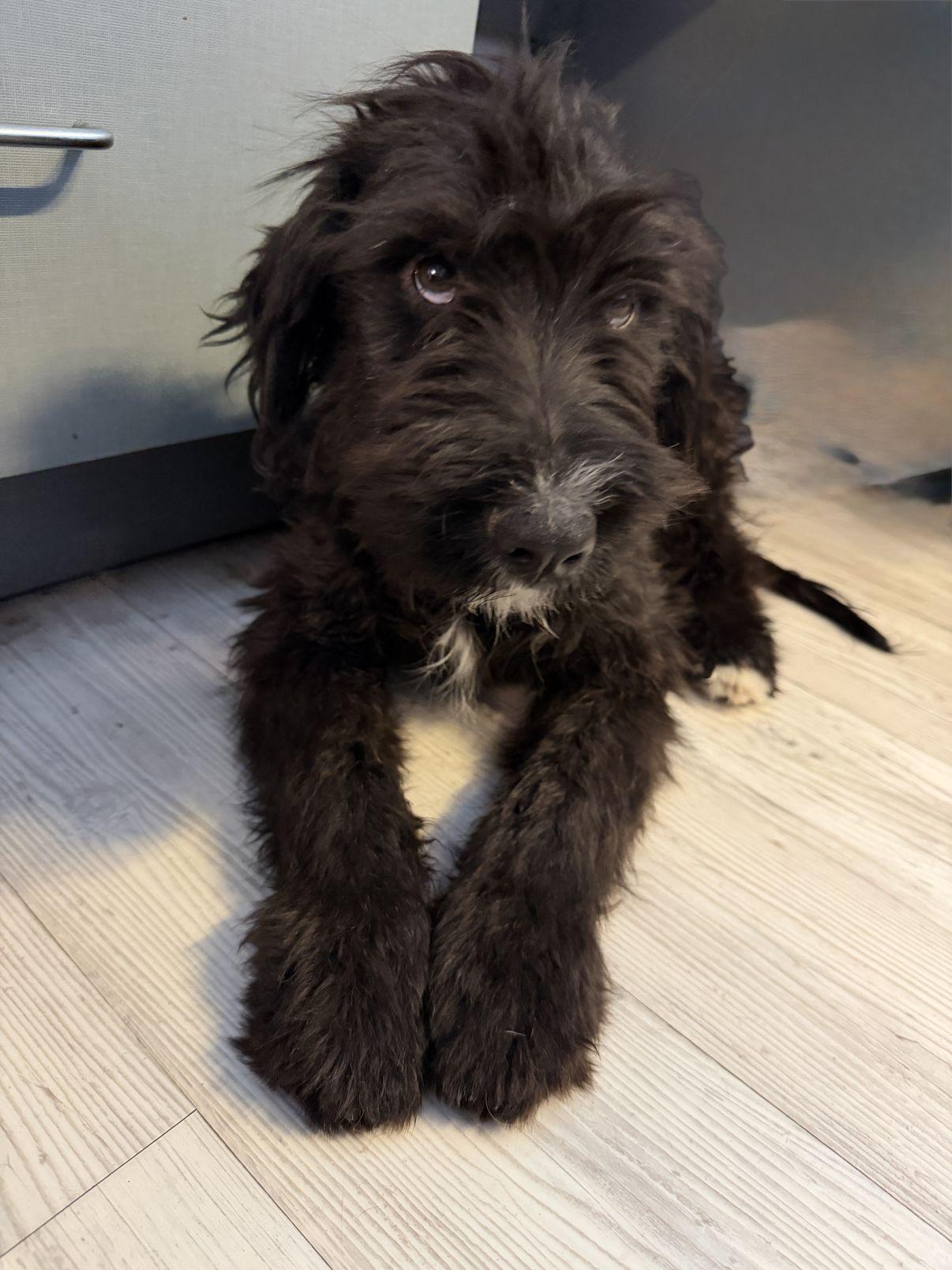 Artie, adopted, Puppy Male Sheepadoodle.