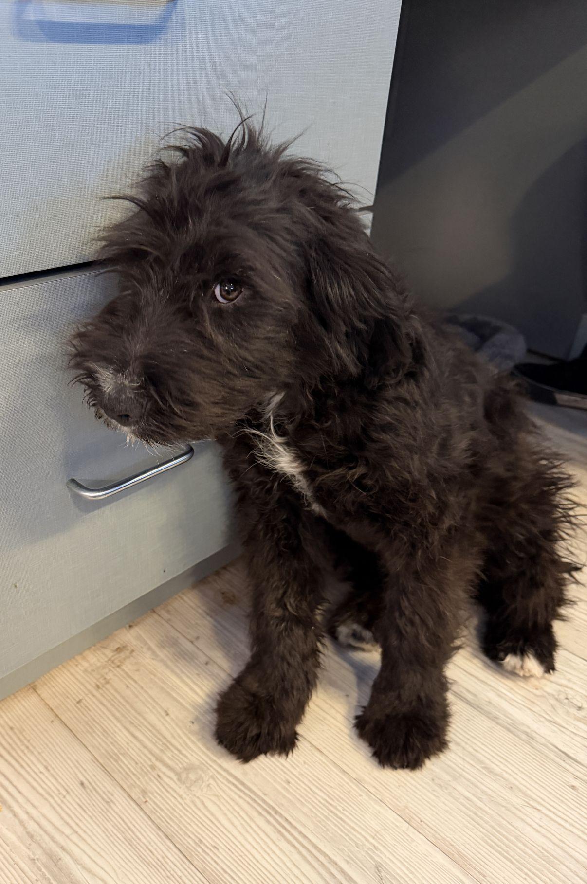 Enlarge Artie, an adopted Sheepadoodle in El Paso, TX image 3/6