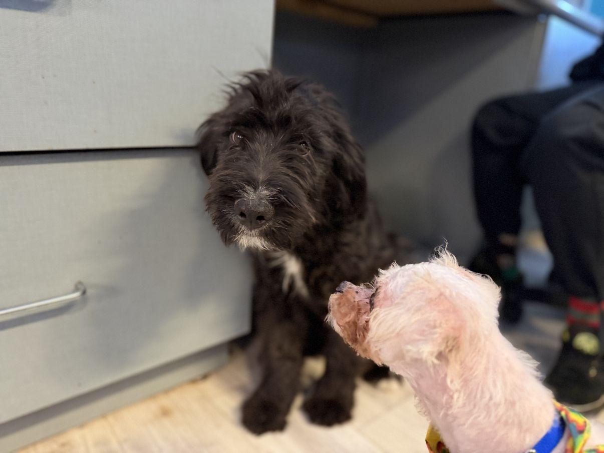 Enlarge Artie, an adopted Sheepadoodle in El Paso, TX image 2/6