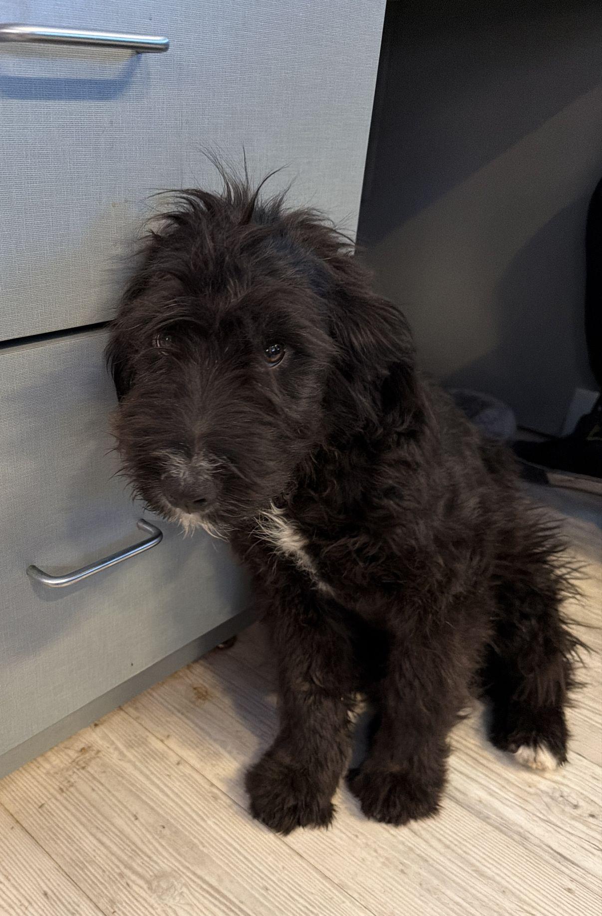 Enlarge Artie, an adopted Sheepadoodle in El Paso, TX image 6/6