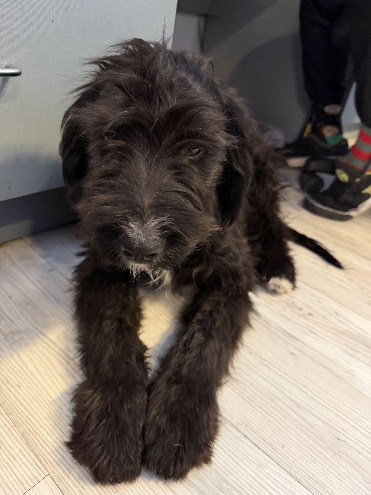 Enlarge Artie, an adopted Sheepadoodle in El Paso, TX image 5/6