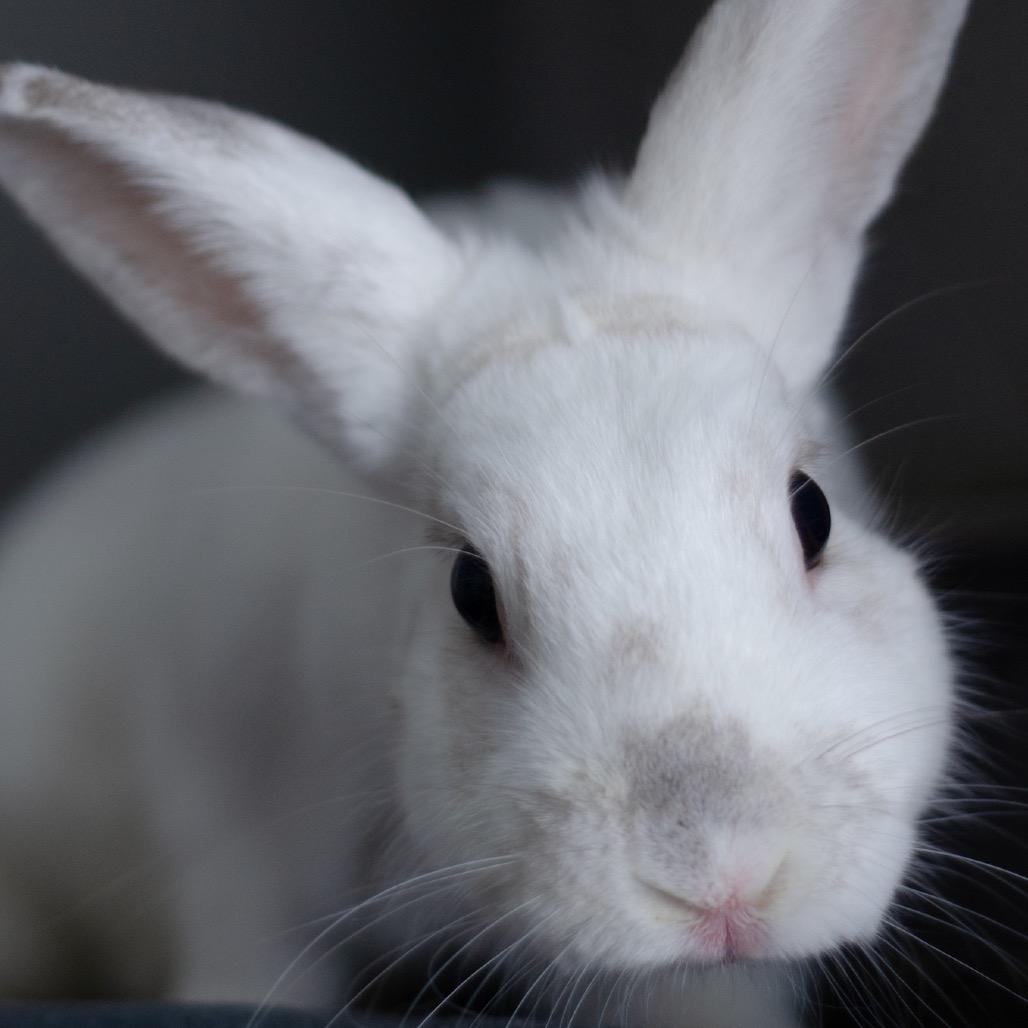 Krewe, Adoptable, Adult Male English Spot.