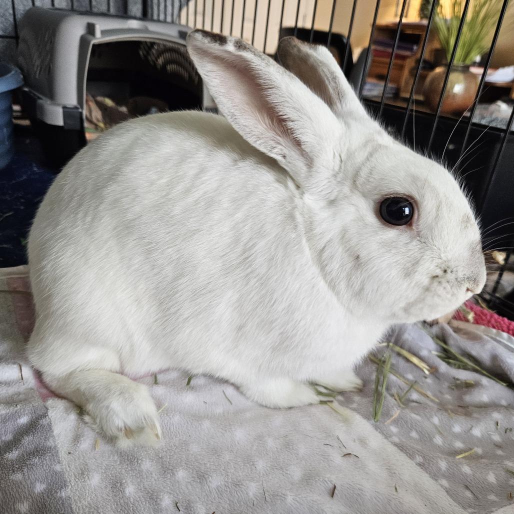 Enlarge Krewe, a Adoptable English Spot in Kennesaw, GA image 2/2