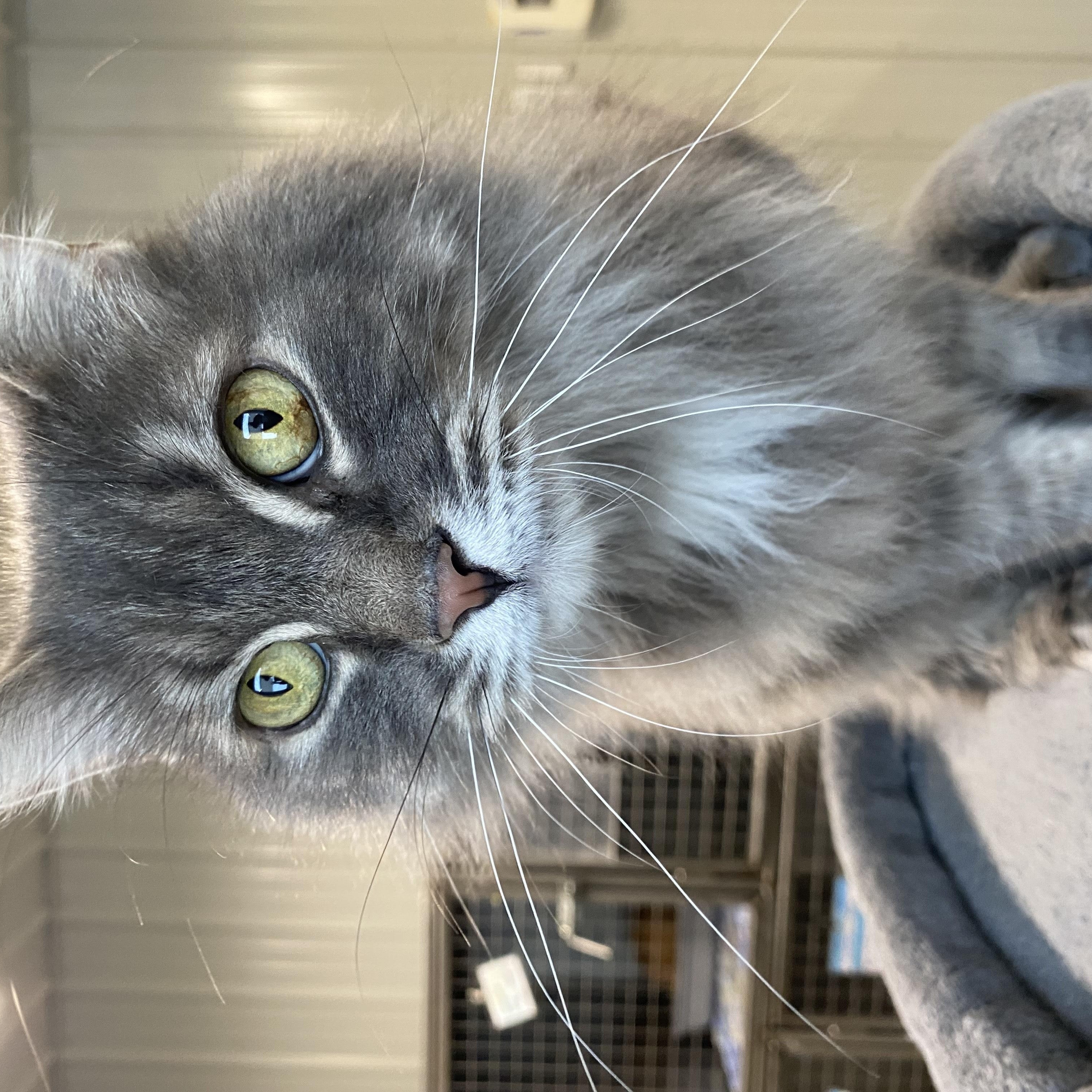 Monty, ADOPTABLE, Adult Male Domestic Long Hair.
