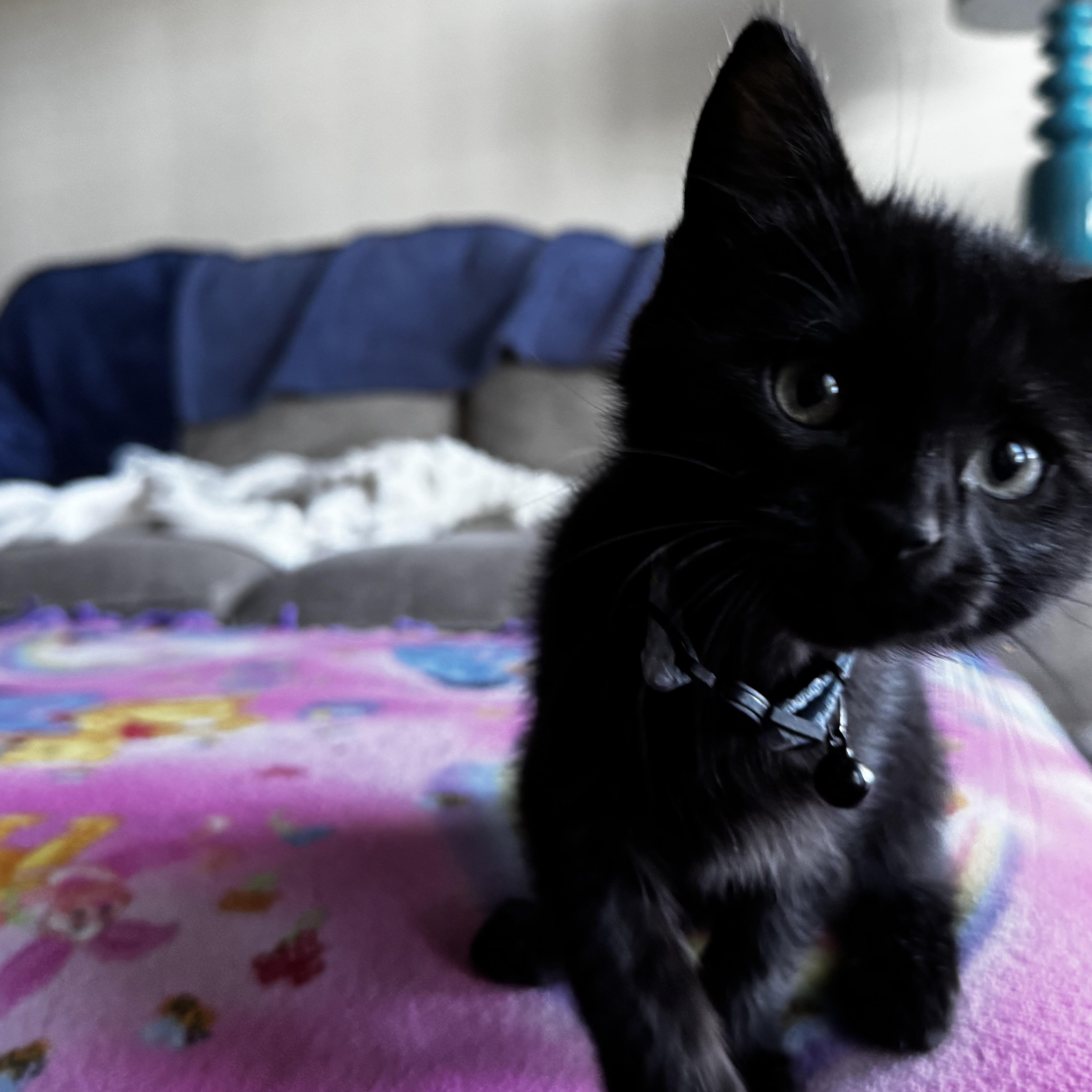 Milo, adopted, Kitten Male Domestic Medium Hair.