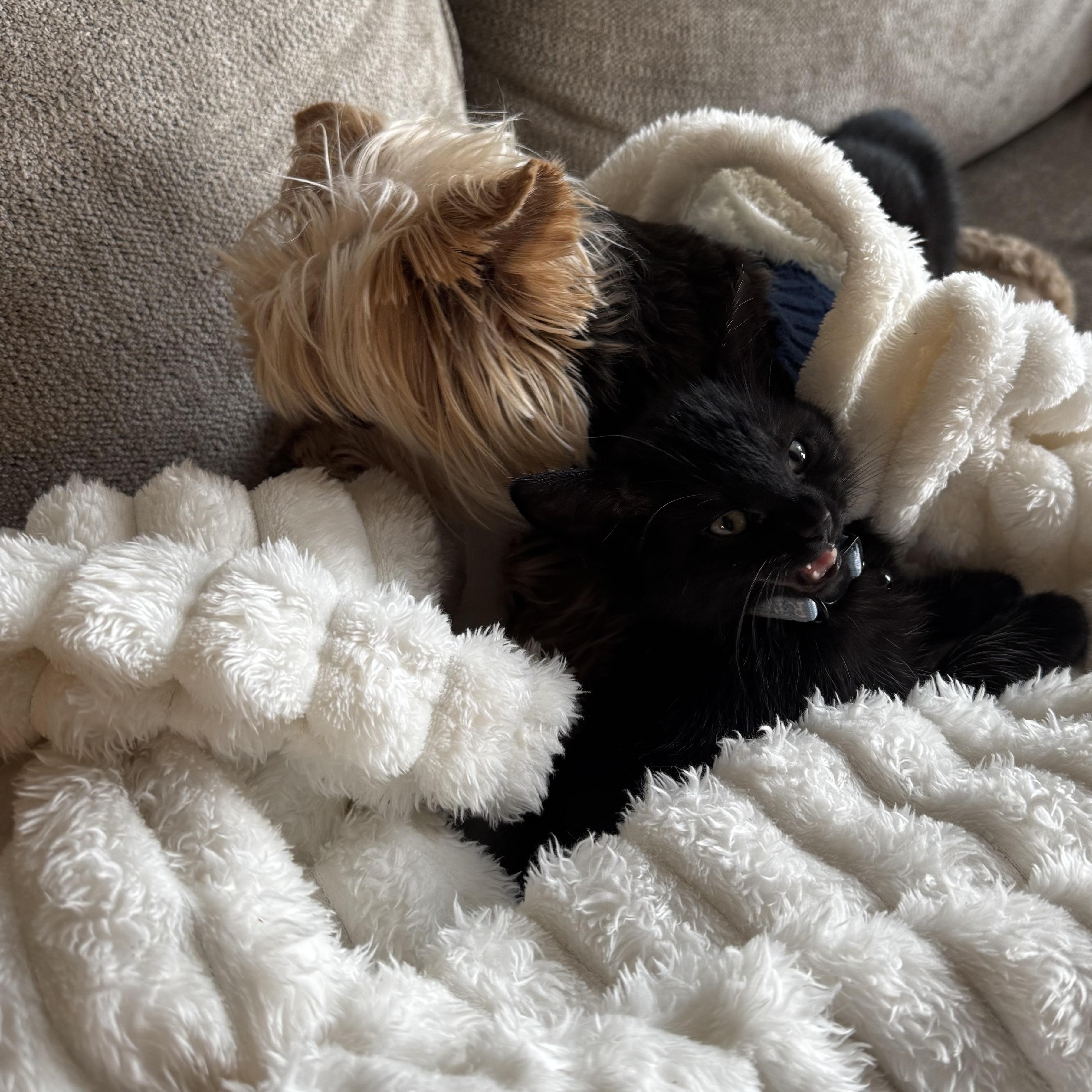 Enlarge Milo, an adopted Domestic Medium Hair in Austin, TX image 2/2