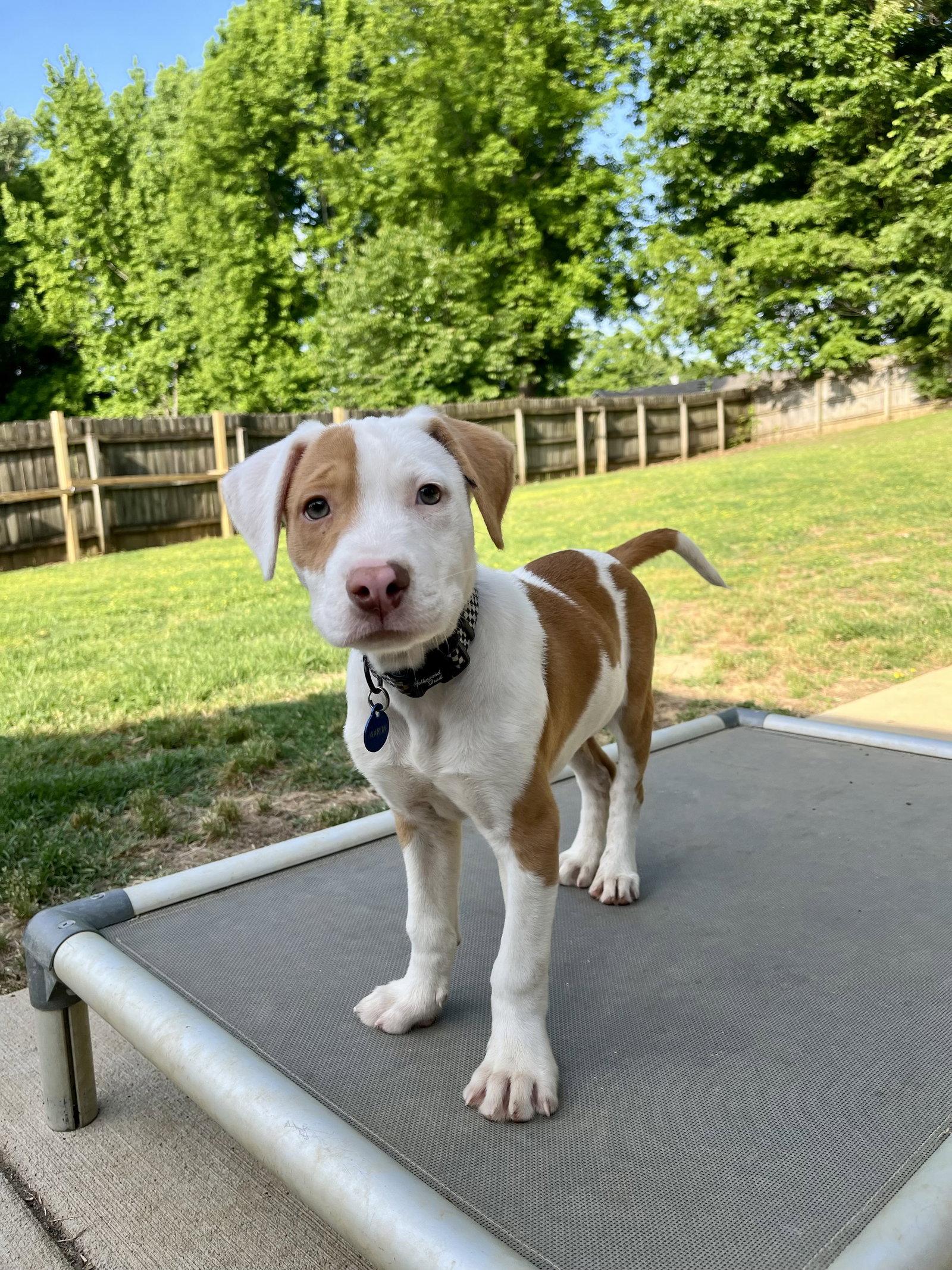 AARON HOTCHNER, a Adopted mixed breed in Tarrytown, NY image 2/3