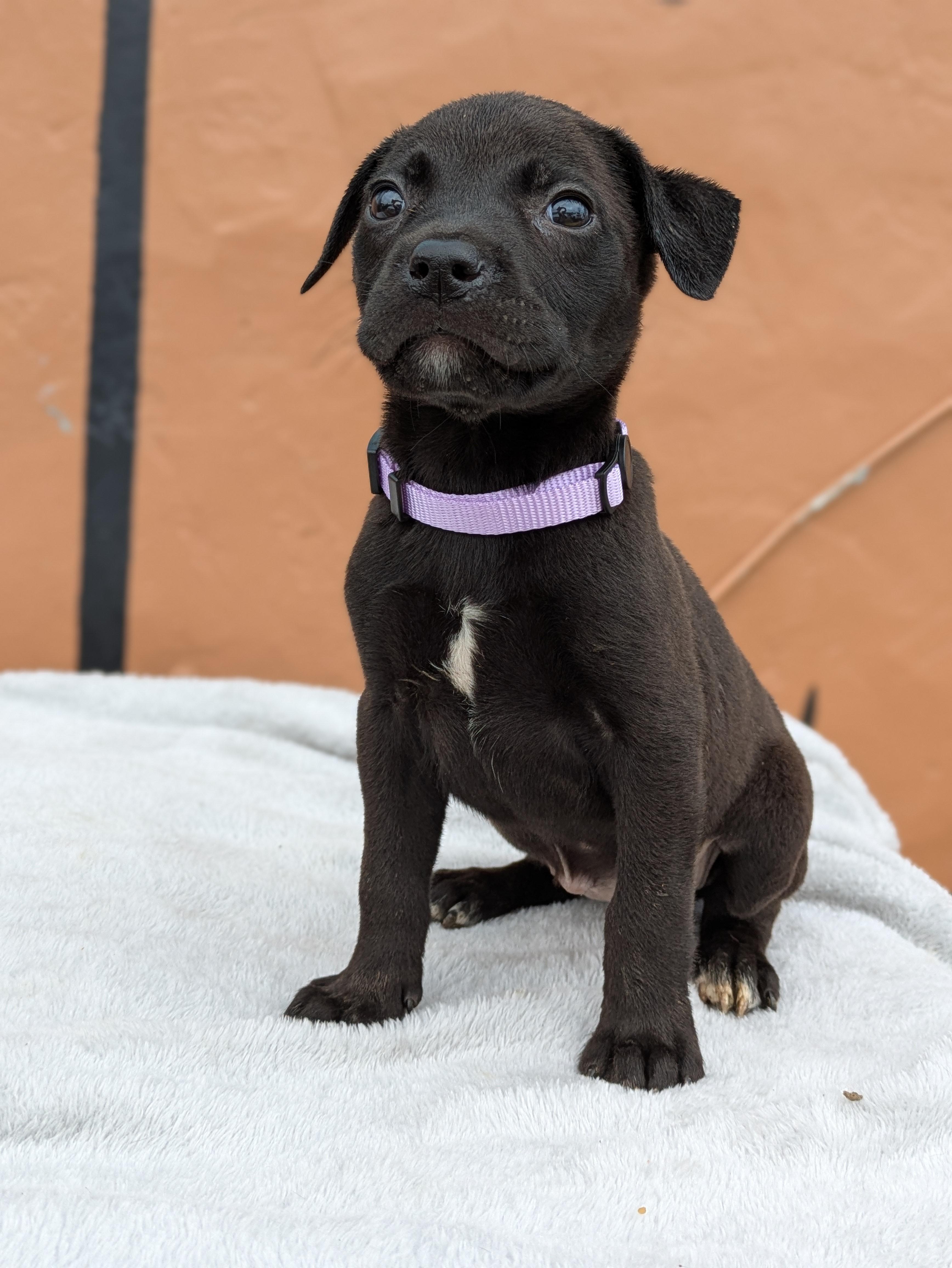 Enlarge Dahlia, an adopted Mixed Breed in Huntsville, AL image 1/4