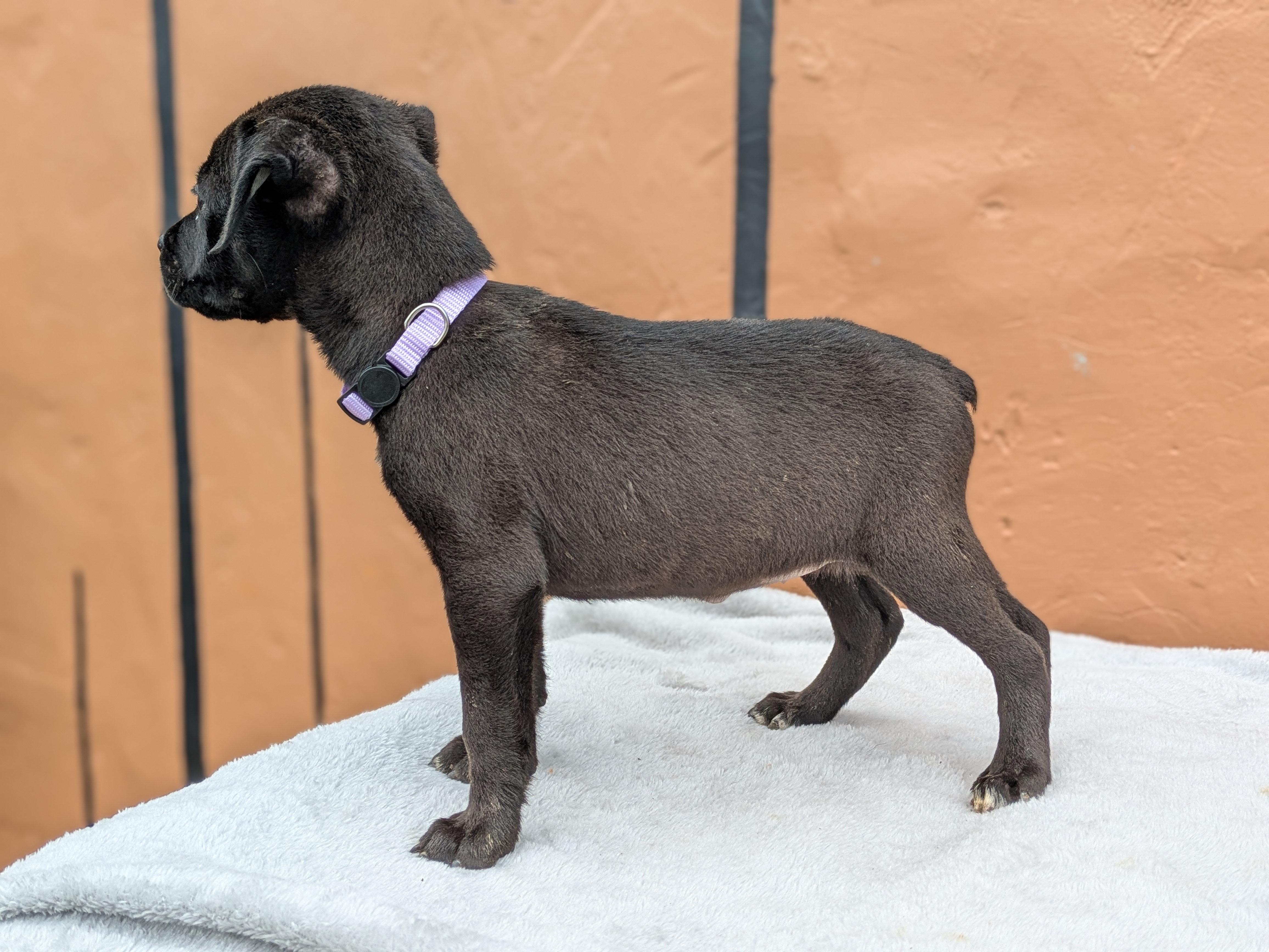 Enlarge Dahlia, an adopted Mixed Breed in Huntsville, AL image 2/4